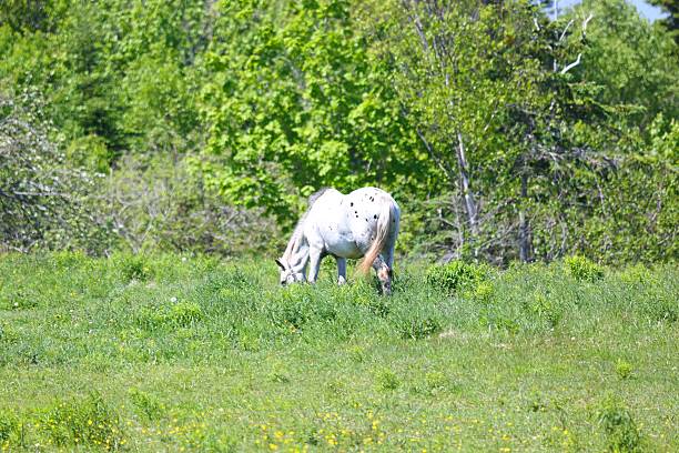 istock Horse eating grass in a field 638434592