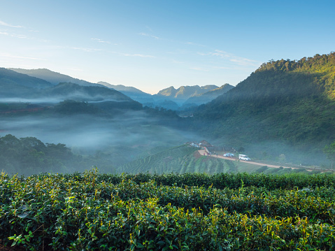 scene of green tea field in valley mountain and mist, Fang, Chiang Mai, Thiland, Asia