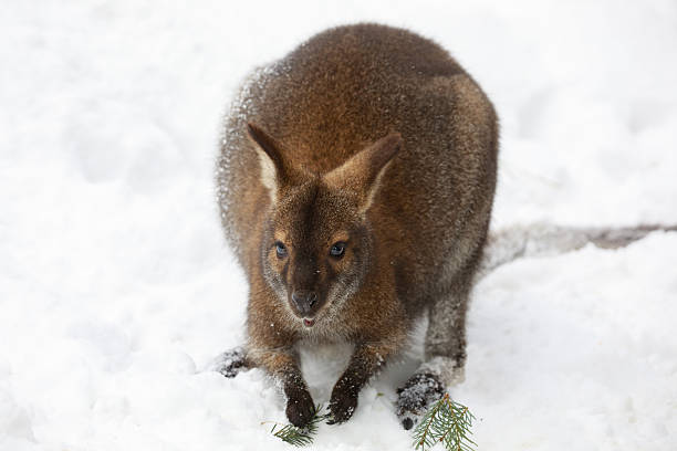 istock Red-necked Wallaby in snowy winter 638436988