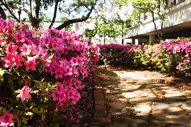 Vivid pink azaleas flourish in a garden setting showcasing their beautiful blooms and fresh buds in a sunny spring day.