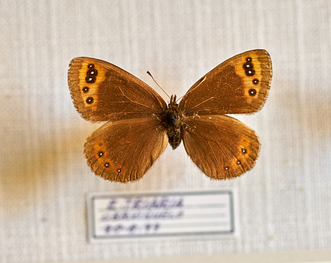 Entomological collection, bad preserved old butterfly.