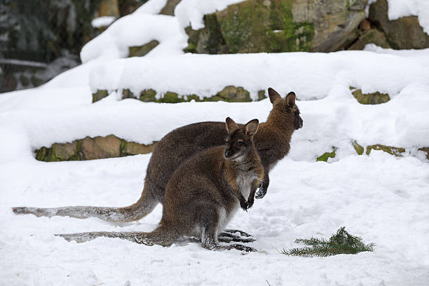 istock Red-necked Wallaby in snowy winter 638437528