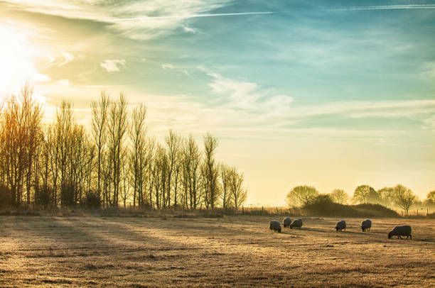 Stunning frosty and misty rural morning with a flock of sheep grazing. Sun rising over the winter trees and birds flying into the sunlight