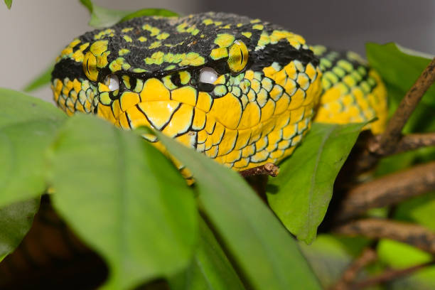 istock Wagler's pitviper, Penang, Malaysia 638438490