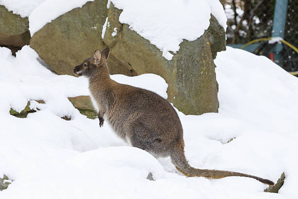 istock Red-necked Wallaby in snowy winter 638438514