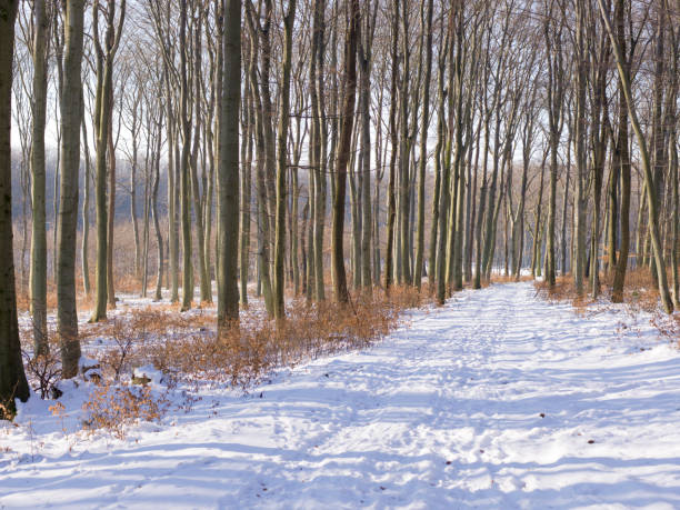 istock snow and ice and winter textures and various winter backgrounds 638438554