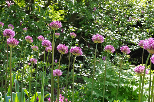 ornamental onion Allium, purple flower balls in garden
