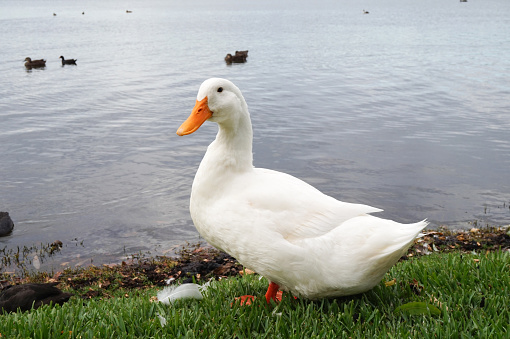 Duck on the river in summerDuck on the river in summer