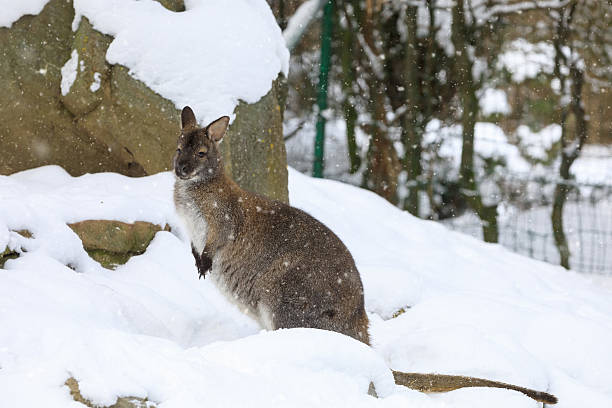 istock Red-necked Wallaby in snowy winter 638438922