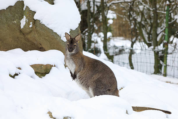 istock Red-necked Wallaby in snowy winter 638439042
