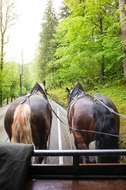 istock Horse, wearing a beautiful carriage 638439060