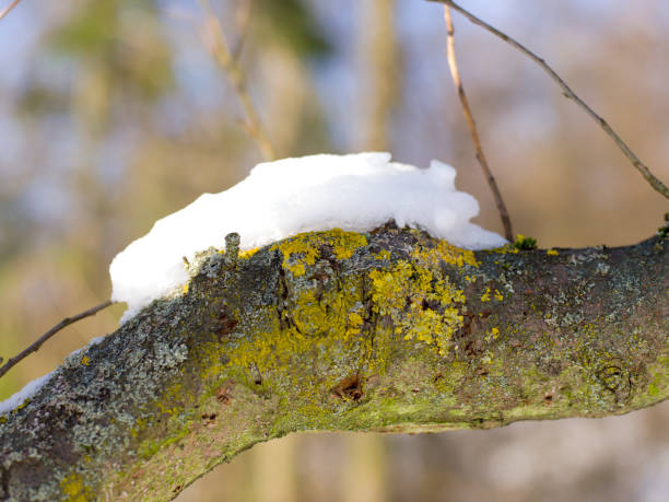 snow and ice and winter textures and backgrounds