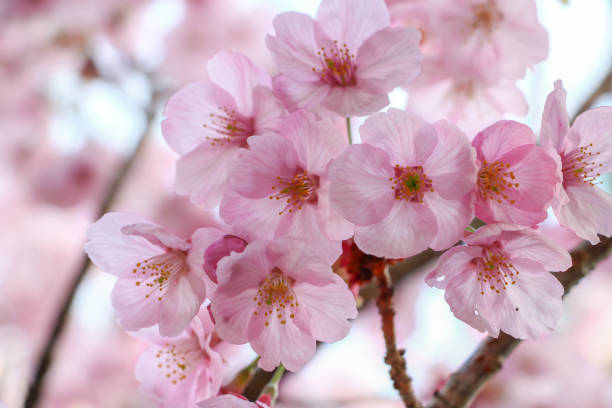 istock Beautiful Pink Japanese Sakura Flowers 638442214