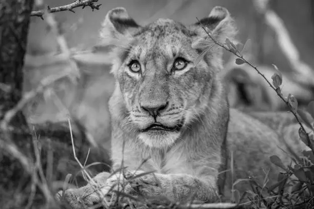 Photo of Lion cub looking up in black and white.