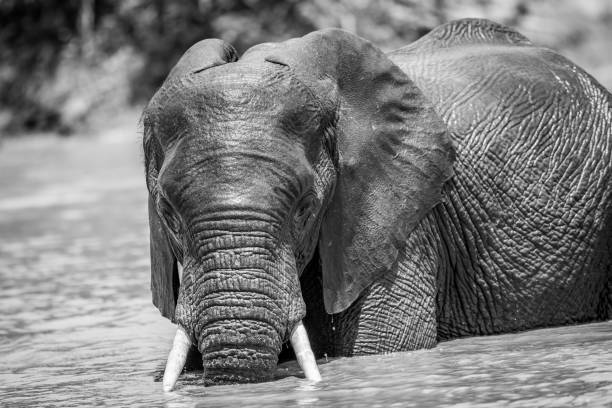 istock African Elephant in the water in black and white. 638444600