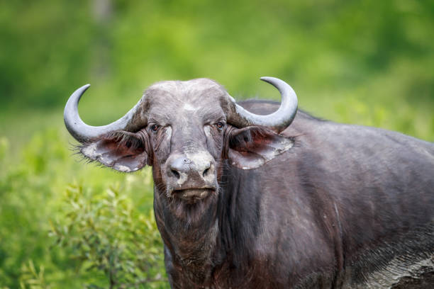 istock Cape buffalo starring at the camera. 638444748