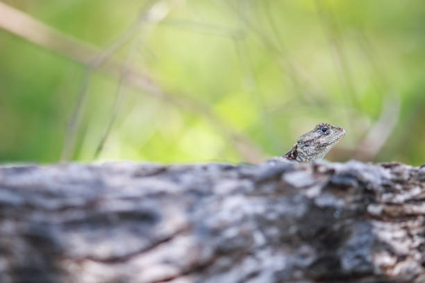 istock Southern tree agama peeking from over a branch. 638444788