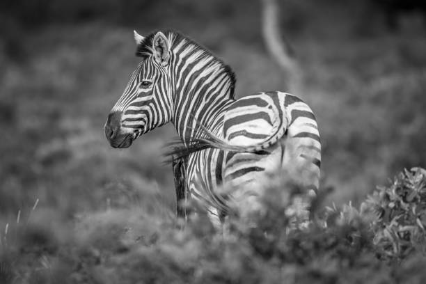 istock Zebra starring at the camera in black and white. 638444894