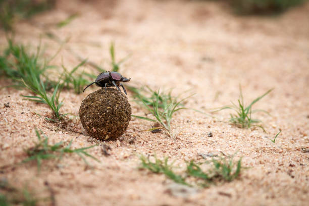 istock Dung beetle rolling a ball of dung. 638444904