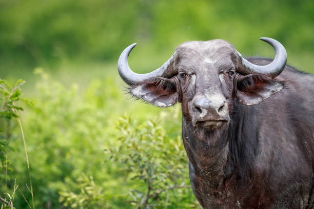 istock Cape buffalo starring at the camera. 638445022
