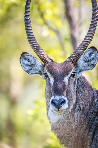 Male Waterbuck starring at the camera in the Kruger National Park, South Africa.