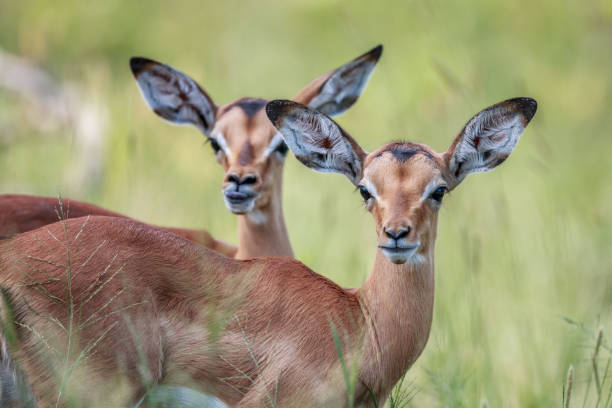 istock Two baby Impalas starring at the camera. 638445150