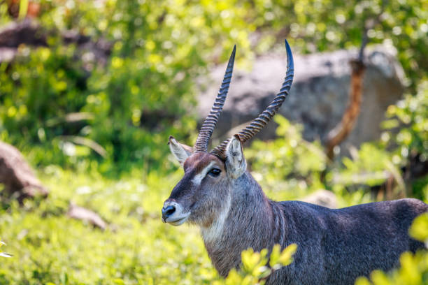 Adult male Waterbuck, Kobus ellipsiprymnus, a large, robust antelope standing in grassland near the river. Game drive safari in iSimangaliso Wetland Park, South Africa.