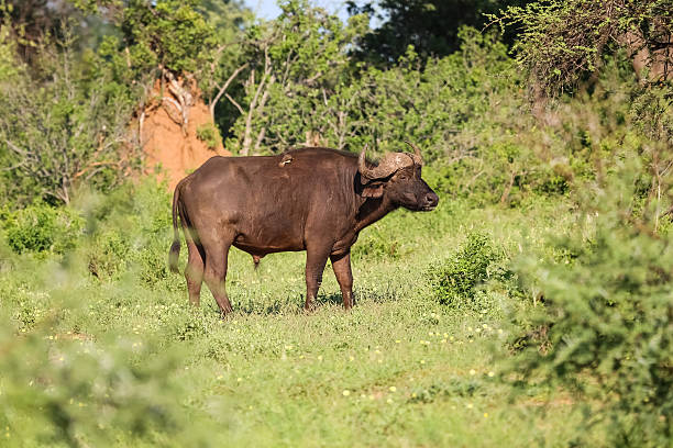 istock African buffalo in the savanna 638448322