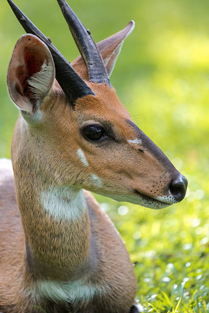 Close up portrait of a resting male Bushbuck Close up portrait of a resting male Bushbuck, Kruger National Park, South Africa bushbuck stock pictures, royalty-free photos & images