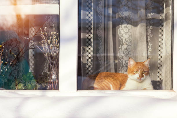 istock Red and white cat on the windowsill in the home 638450616