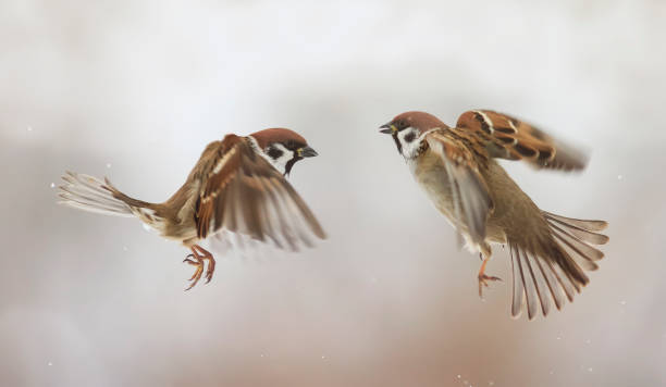 istock two funny birds are flying towards each other 638450818