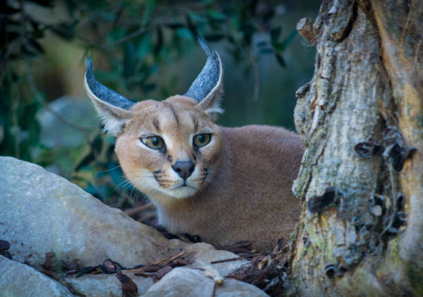 istock Portrait of an attentive Caracal (Caracal caracal). 638451484