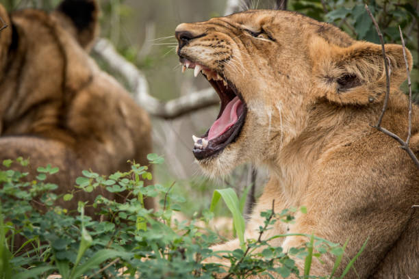 istock Lion cub yawning in the grass. 638451576