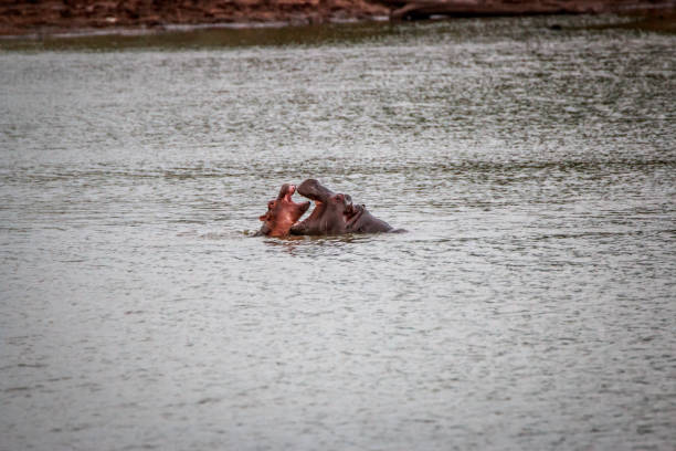 istock Hippos playing in the water. 638451630
