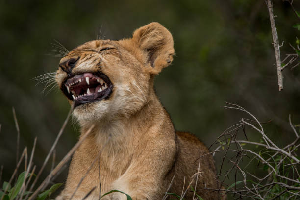istock Lion cub yawning in the grass. 638451802