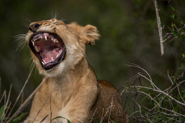istock Lion cub yawning in the grass. 638451826