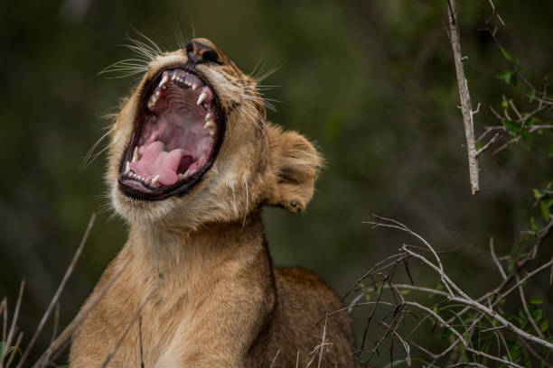 istock Lion cub yawning in the grass. 638451908