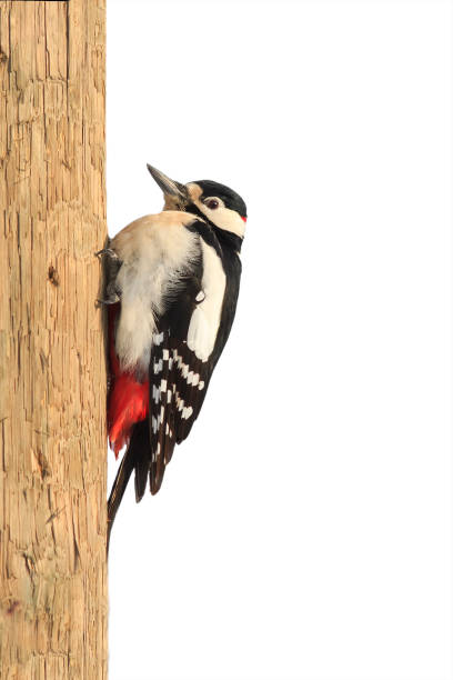 istock woodpecker sitting on a tree in the Park on a white 638453254