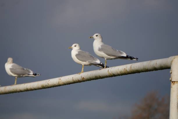 istock Gulls Stoods on a Football Crossbar 638455938