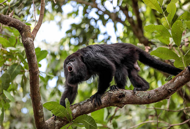 macaco bugio em pé em um galho de árvore na floresta tropical de belize - macaco uivador preto - fotografias e filmes do acervo