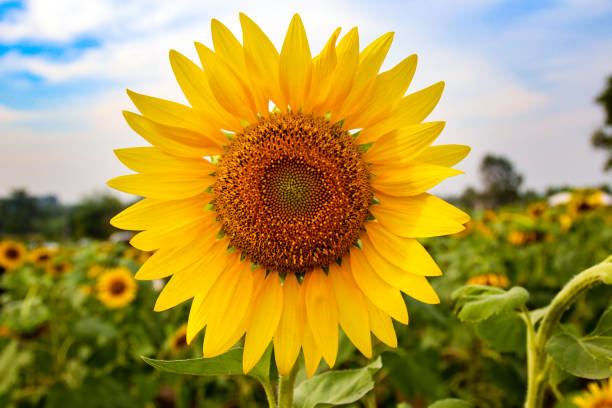 istock Close Up of  beautiful sunflower. 638458218