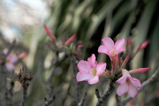 Desert Rose, Impala Lily, Mock Azalea, Adenium obesum