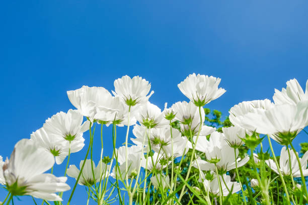 istock White cosmos flower in field 638458600