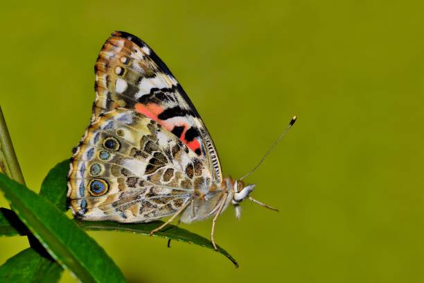 painted lady butterfly - insectoid stock-fotos und bilder