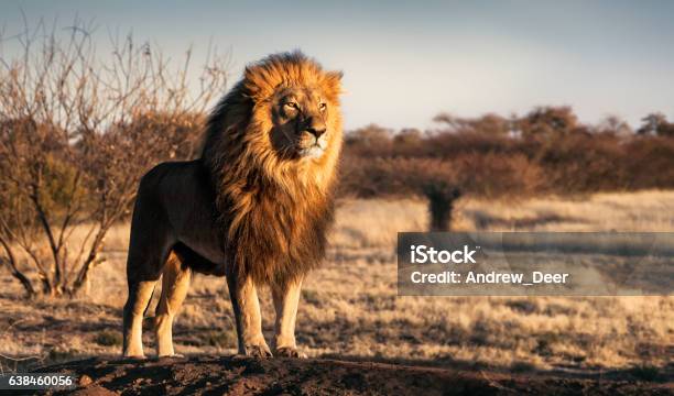 Ein Löwe Steht Stolz Auf Einem Kleinen Hügel Stockfoto und mehr Bilder von Löwe - Großkatze - Löwe - Großkatze, Afrika, Tier
