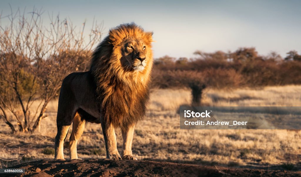 Un solo león de pie con orgullo en una pequeña colina - Foto de stock de León libre de derechos