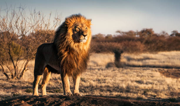 leone singolo in piedi con orgoglio su una piccola collina - african wildlife foto e immagini stock