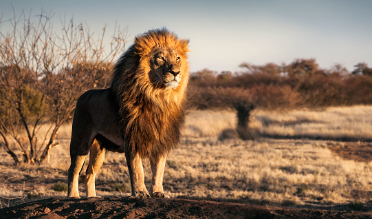 500+ African Wildlife Pictures [HQ] | Download Free Images on Unsplash