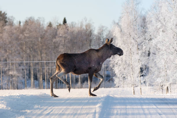 Mother Moose crossing a winter road in Sweden stock photo