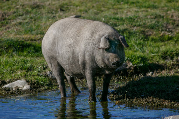 istock Iberian pig drinking in the river 638460728